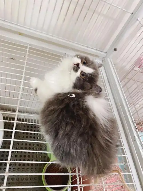 丑萌丑萌的蓝白矮脚拿破仑弟弟找新家