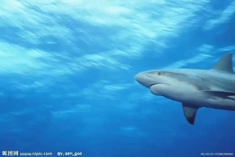 鲨鱼图片