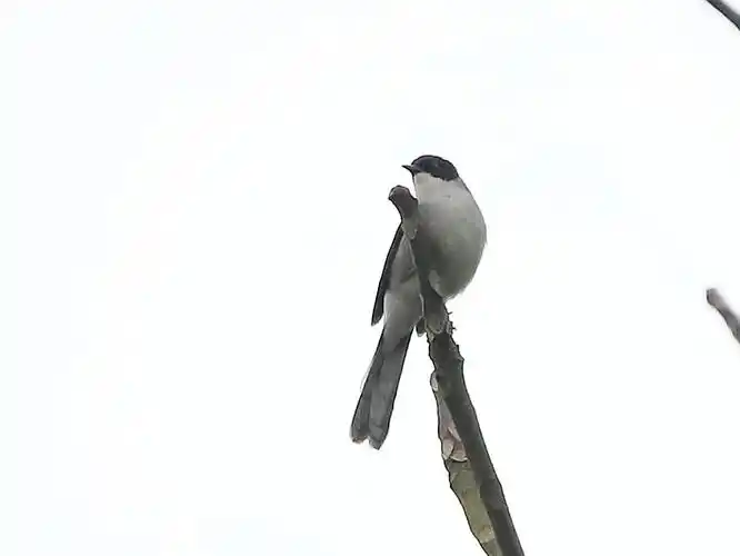 绿鹦嘴鹎,黑短脚鹎,黄臀鹎,黑头奇鹛 38