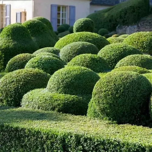 【创意】如果球形灌木都能剪成这样......