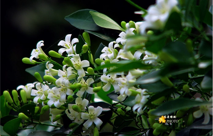 其它 驱四害植物详解 写美篇七里香,叶子极芬香的一种植物,叶形像豌豆