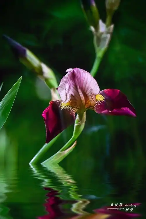 《妖艳的鸢尾花儿》