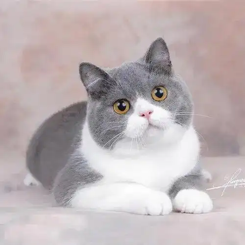 猫咪宠物图签:英国短毛猫(英短,british shorthair)