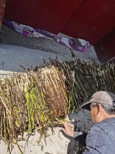 芦根 绿化水生植物