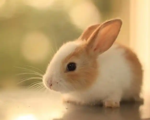 长耳朵的兔子