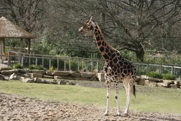 长颈鹿(动物类)
