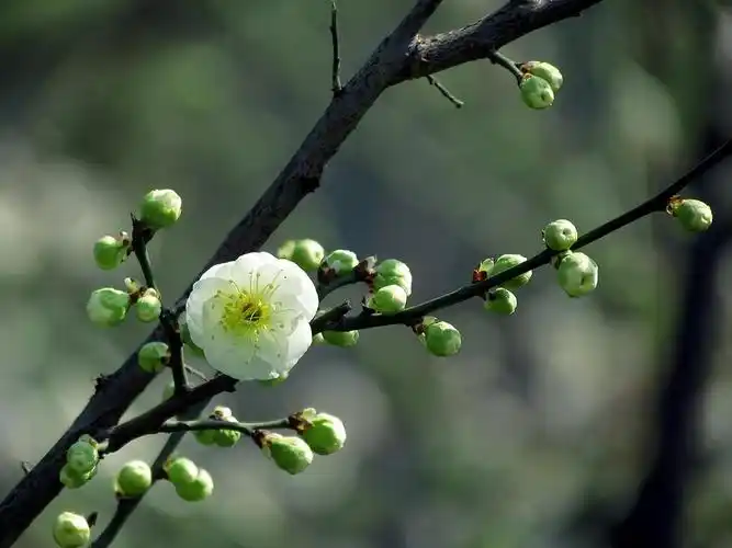 其它 庐诗春晓唱和雅集—绿梅 盛法 写美篇咏阳台