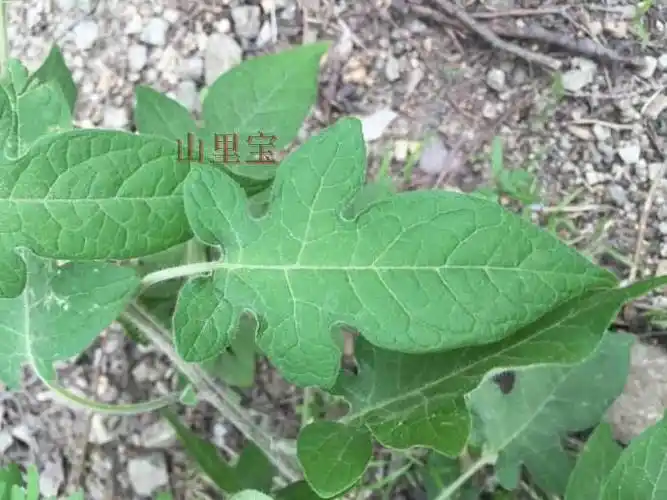 现采 野生白英 白毛藤 中草药 白毛藤 蜀羊泉 谷菜胡毛藤 500克