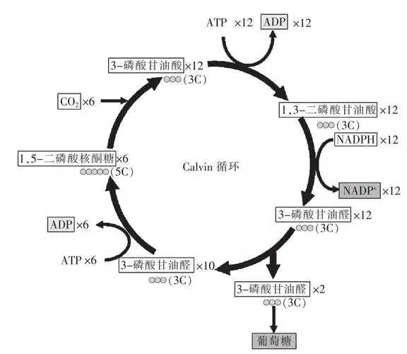 图4-20 卡尔文循环卡尔文循环即暗反应是指利用光反应产生的atp和