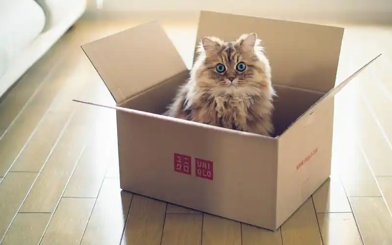 优衣库超萌呆猫电脑壁纸壁纸下载