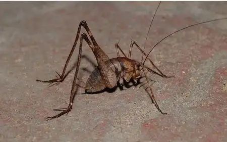 灶马蟋咬人吗怎样才能消灭