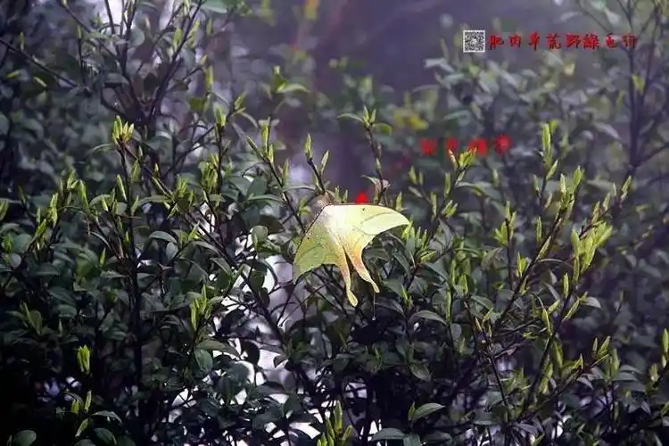 又名月神蛾,燕尾蛾,长尾水青蛾,绿尾大蚕蛾