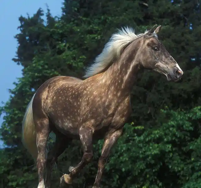 图为:马瓦里马,以前也是攻城略地必不可少的一匹战马.