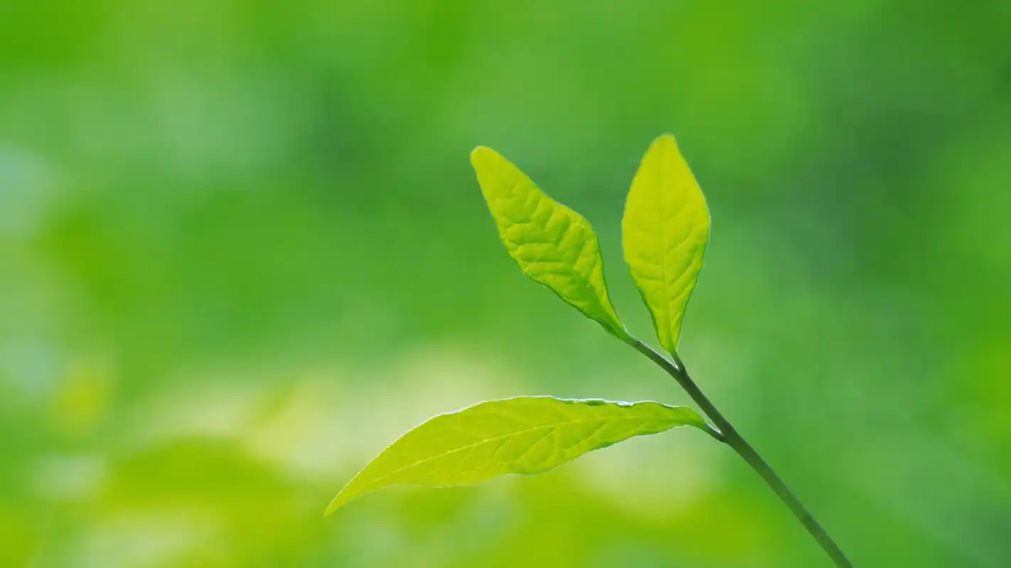 2k超清护眼绿叶摄影宽屏桌面壁纸
