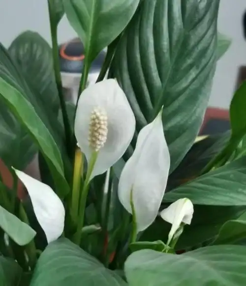 12生肖对应的招财花来看看属于你的是哪一种