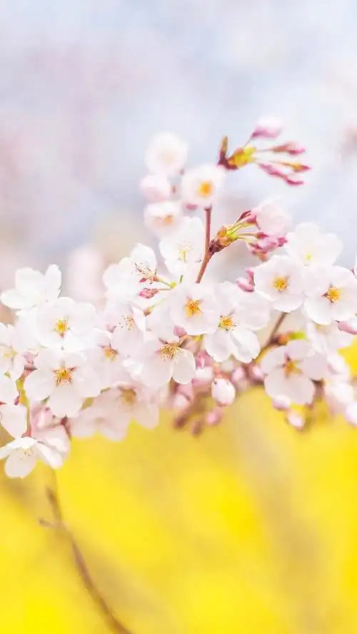 鲜花 清新 摄影 田园 绿色 自然 淡雅 风景名胜 壁纸 素材 锁屏 屏保