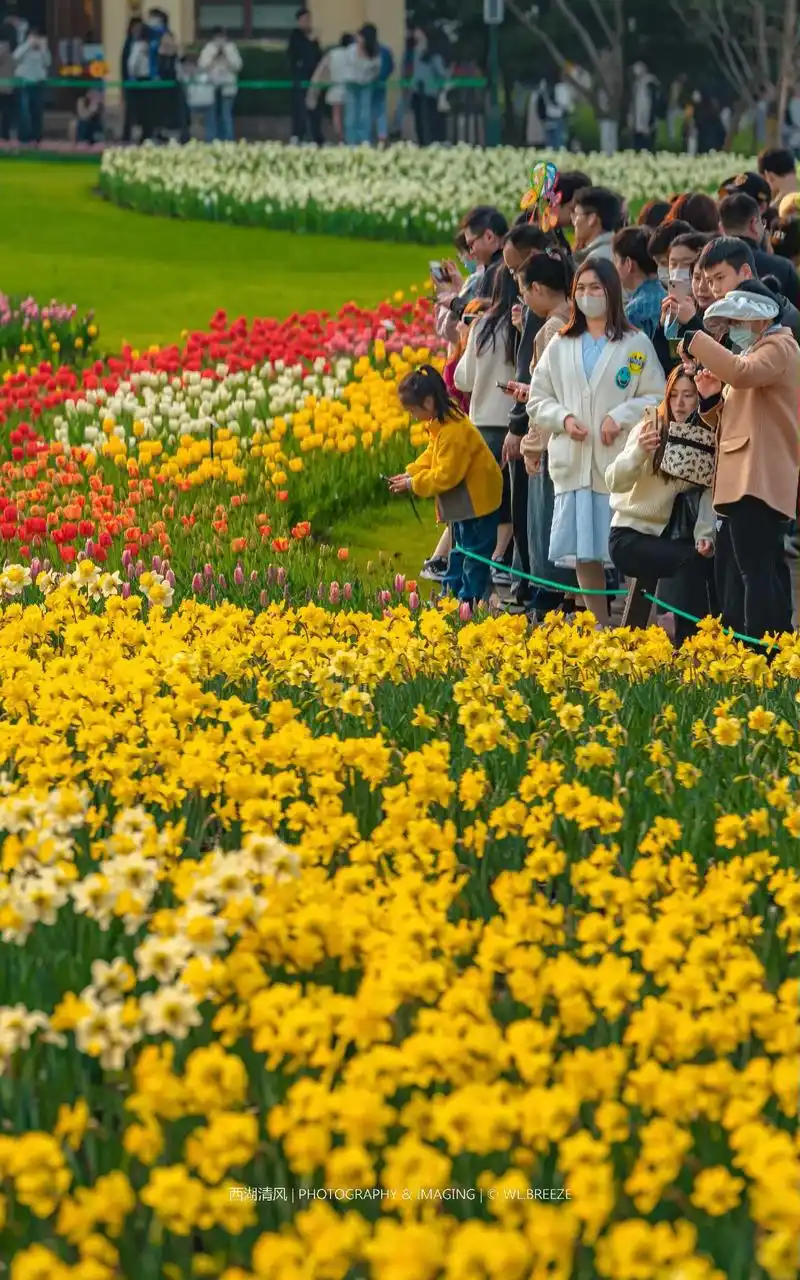 太子湾公园郁金香花展.93太子湾公园郁金香花展        - 抖音