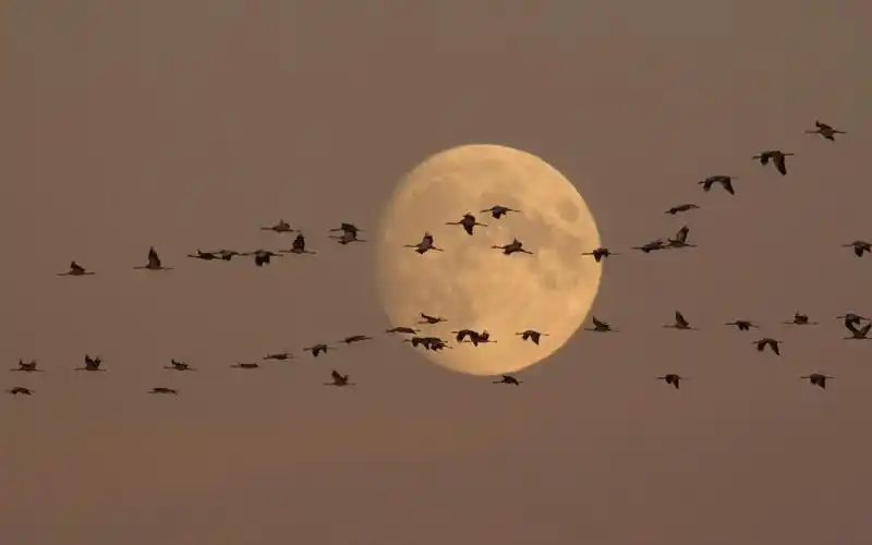 鸟类仙鹤图片壁纸-动物壁纸-高清动物图片-第19图-娟娟壁纸