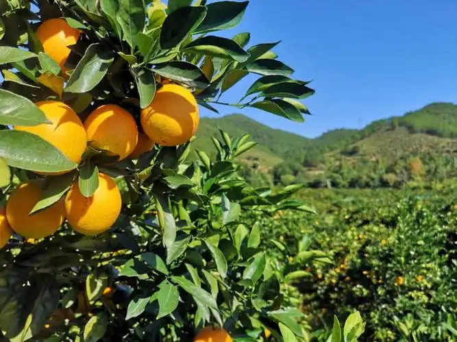 阳光下的橙子格外好看买橙子三个秘诀