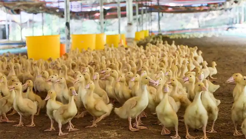 中心 本土 >正文  李玉福是安邦村党总支部副书记,从2017年开始养鸭