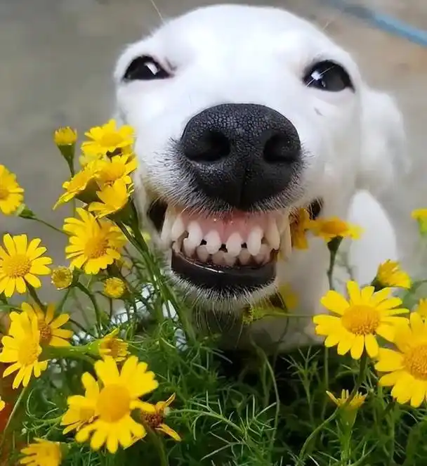 搞笑宠物狗图片大全(高清搞笑狗狗图片)-艾拉养犬