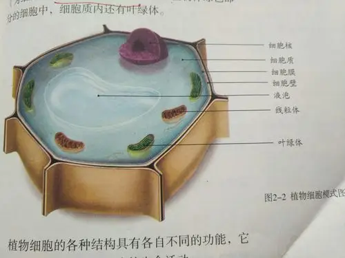 植物细胞的基本结构