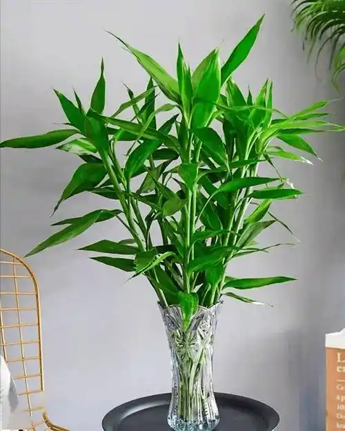 "不是绿植买不起,是水培更有性价比",奶奶的水培富贵竹,太美