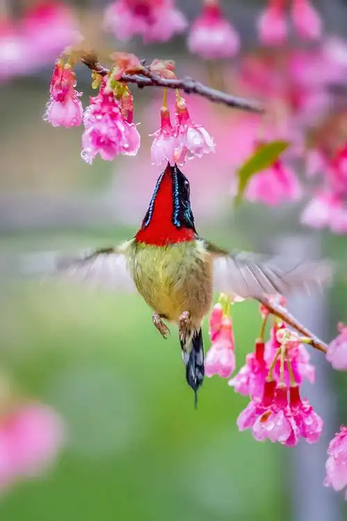 最美花鸟图——樱花与叉尾太阳鸟