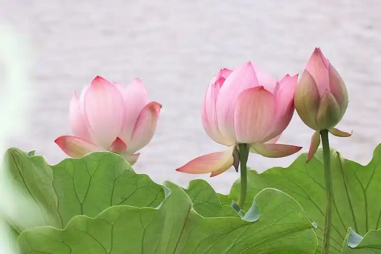 生日是这4天的人,年轻运气足,老年福气旺,一生平顺