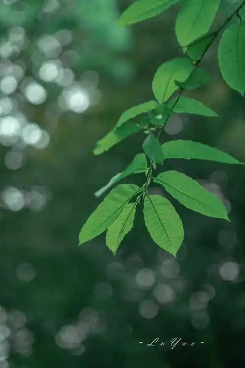 背景 壁纸 绿色 绿叶 树叶 植物 桌面 690_1035 竖版 竖屏 手机