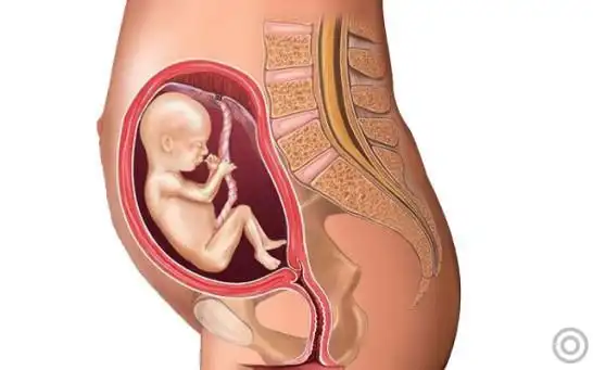 胎盘是怎么形成的(胎盘的来源,位置及作用介绍)