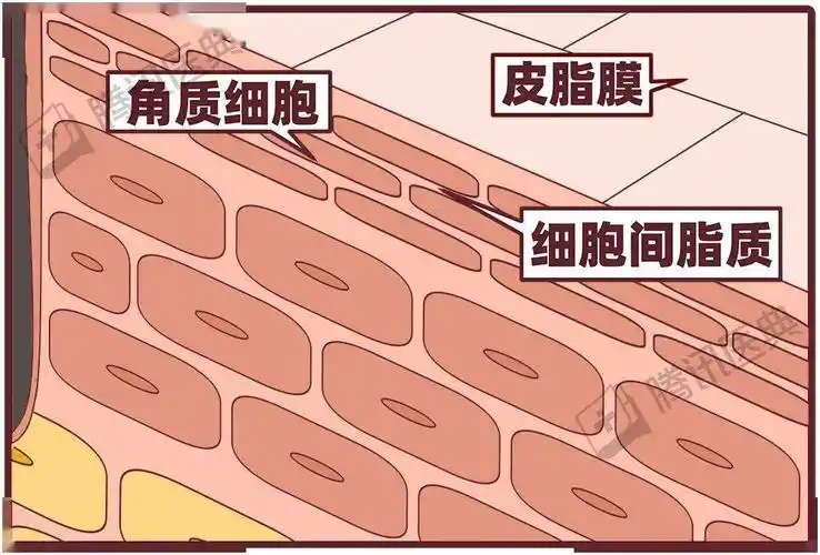 砖墙结构"的角质层角质形成细胞产生的脂质皮脂腺分泌的油脂汗腺分泌