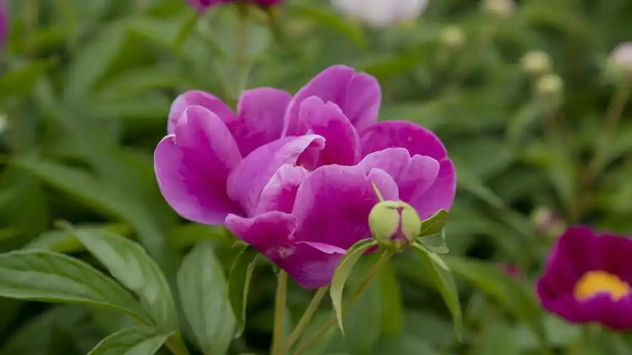 其它 东古城芍药花盛开 写美篇  芍药花花容美好,天