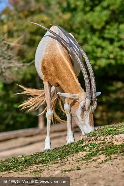 弯角羚羊(大羚羊)