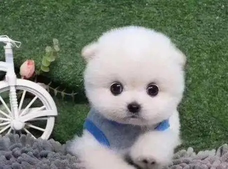 买小狗5元一只茶杯犬(200元买一个茶杯犬多少元)