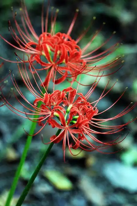 彼岸花有毒?还凄美 - 简书