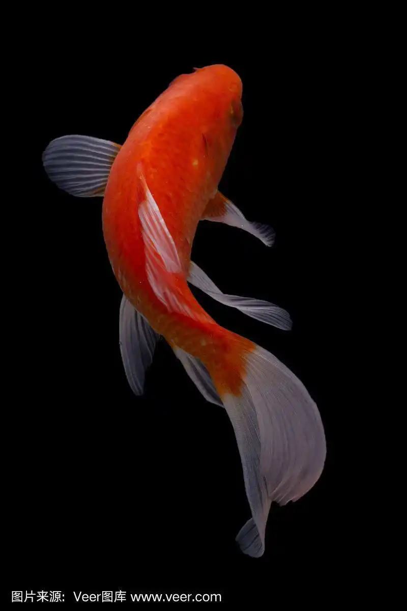 在黑色背景上孤立的锦鲤