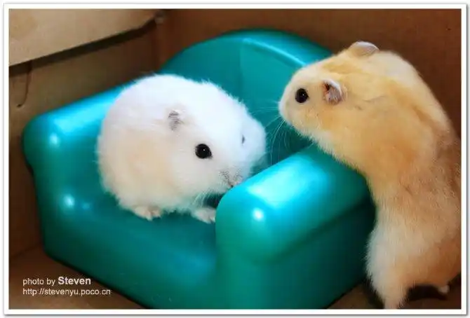 可爱的小仓鼠o(∩_∩)o