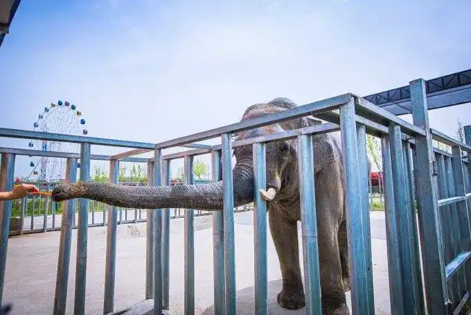 春游江淮请您来宿州野生动物园有一只网红羊驼酷似周杰伦