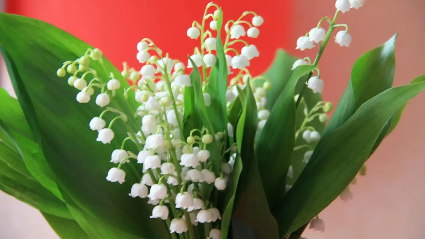 绿色清新护眼铃兰植物摄影高清宽屏壁纸,植物壁纸,绿色,唯美,护眼