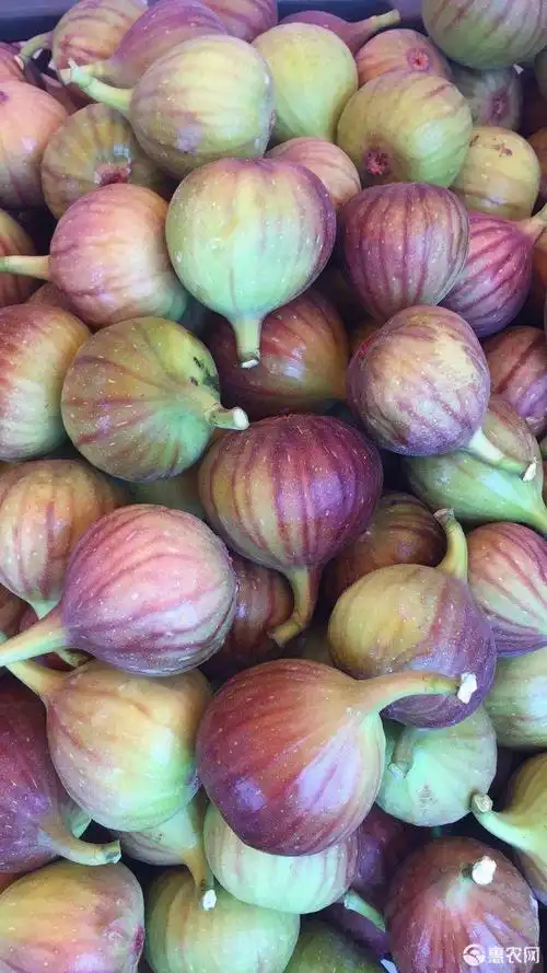 波姬红无花果 70-80克