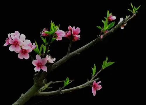 【桃花摄影图片】生态摄影_太平洋网友_太平洋电脑网摄影部落