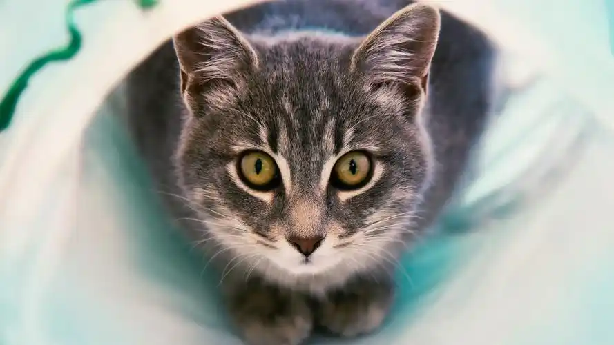 安装元气桌面,海量壁纸一键设置尺寸:3840x2160体积:1.