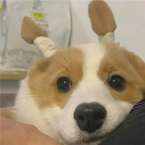 高级又沙雕的宠物头像 好玩的萌宠搞笑图片笑死人头像_动物头像_头像