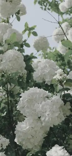 自制春日绣球花壁纸