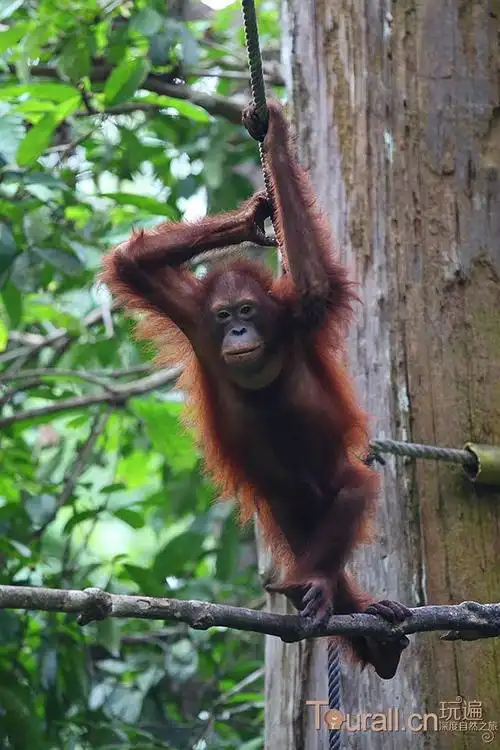 濒临绝迹的红毛猩猩马来西亚山打根人猿庇护中心