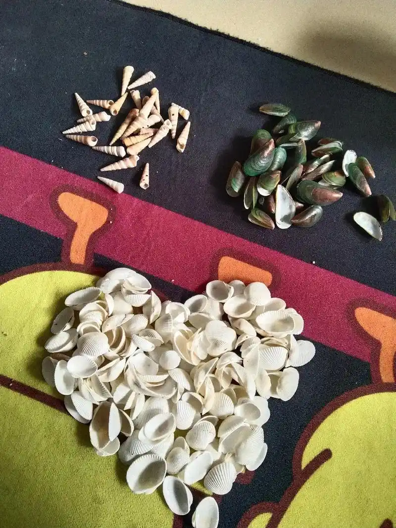 去海边捡贝壳90不?做手工上瘾98#贝壳手工 #贝壳孔雀 # - 抖音