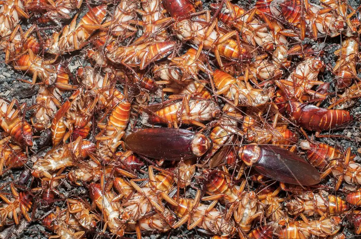 薄荷的清香不仅能让你感到舒适,还是蟑螂的天敌!