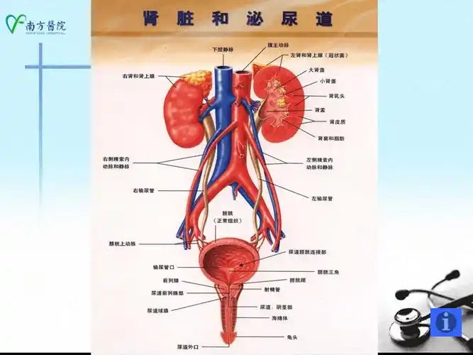 外科学课件泌尿男生殖系统肿瘤