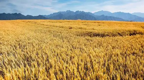 最美丰收季,风景-回车桌面